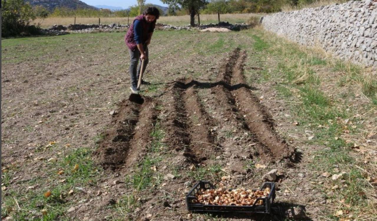 Antalyalı üreticilere lale soğanı dağıtıldı