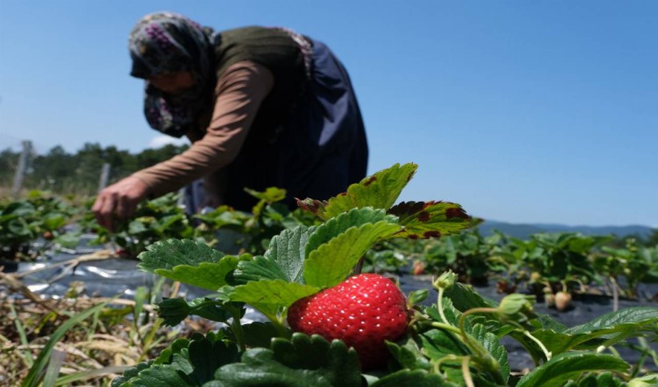 Sakarya'da çilek üretimi 3 katına çıktı